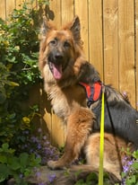 GSD needs to rehome urgently