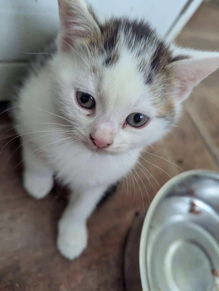 3 Kittens for sale £50 each