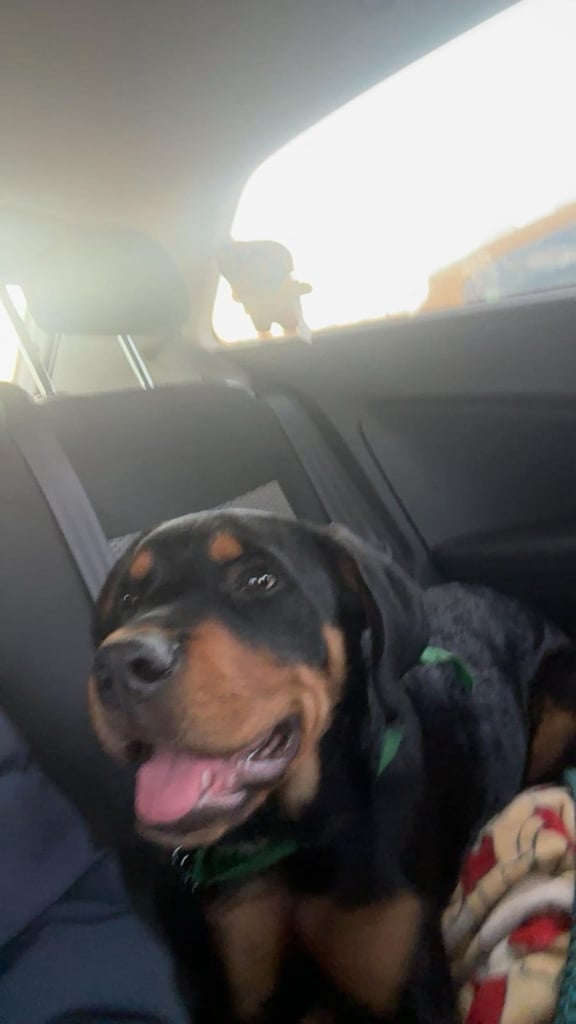 image for adorable 2 week old boy puppy 