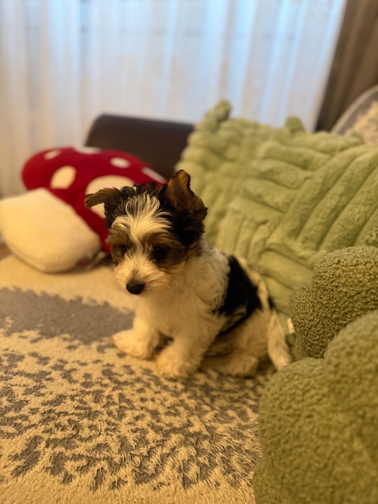 🐾Last Male Puppy Availavle- Meet Max!🐾