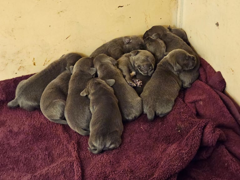 Blue Staffordshire Bull Terrier Puppiess