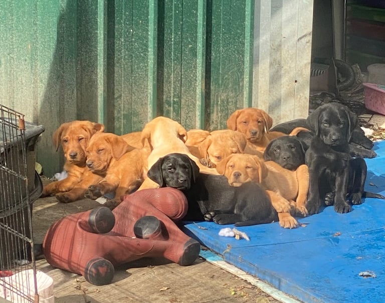 READY NOW Kc reg Labrador puppies both jabs microchip flea worm insured 