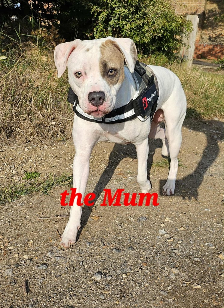 American bulldog puppies ❇️£395 read the info❇️