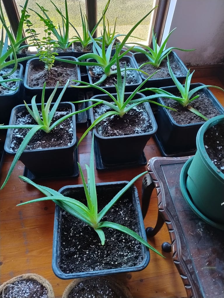Variety of Aloe Vera Plants