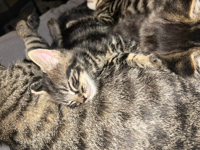 bengal x ragdoll kittens READY TO LEAVE 