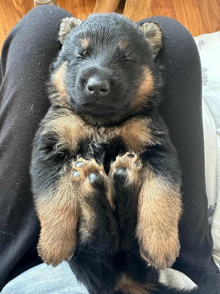 German Shepherd Puppies 3 Left