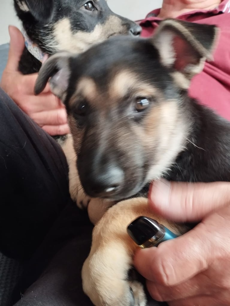 Gsd puppy
