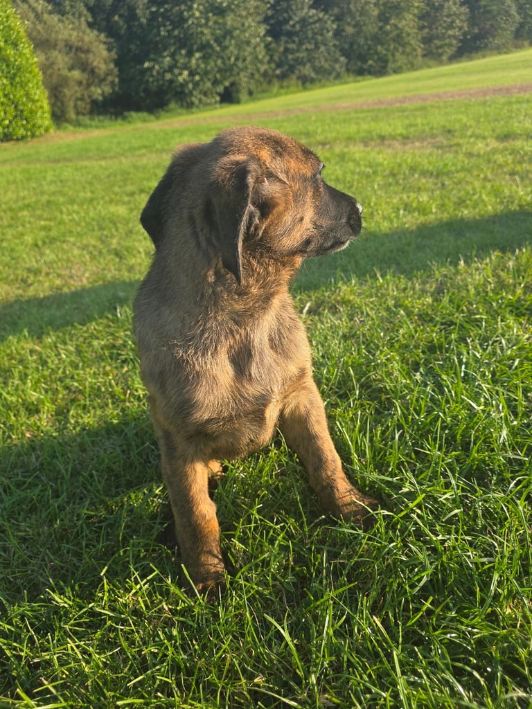 German Shepherd/Cane Corso 