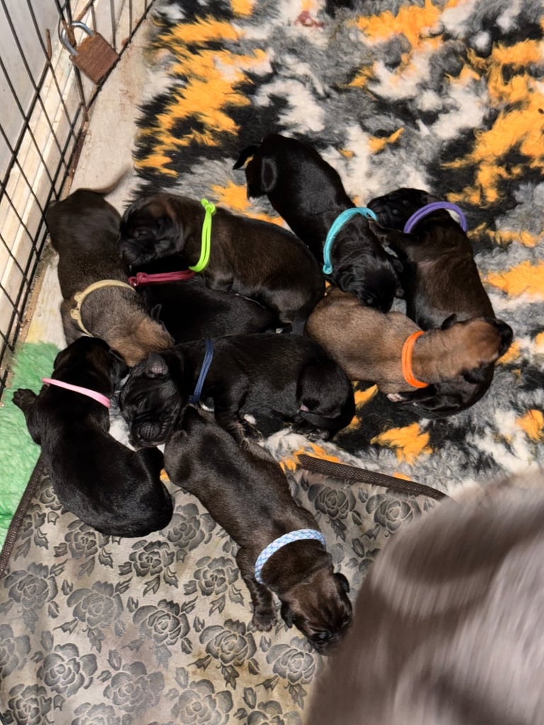image for Belgian Malinois x Cane Corso