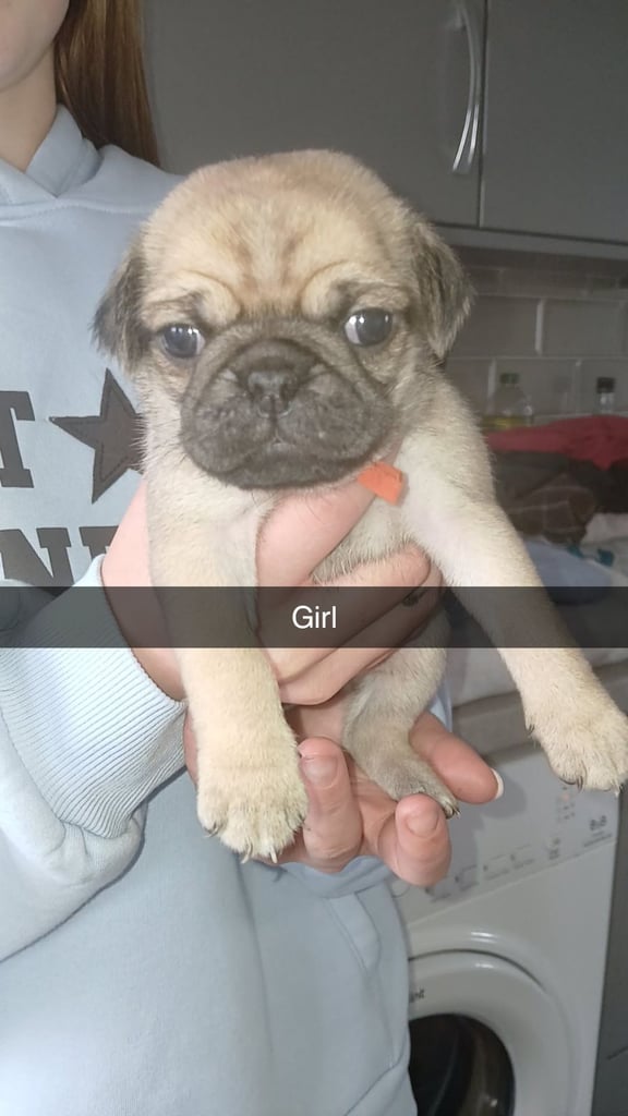 Pug puppies 