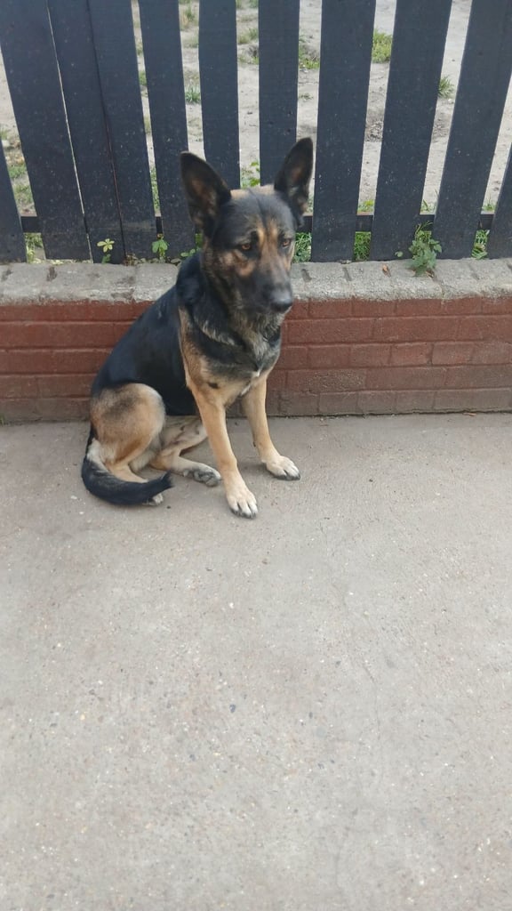 For sale german sheperd  female 