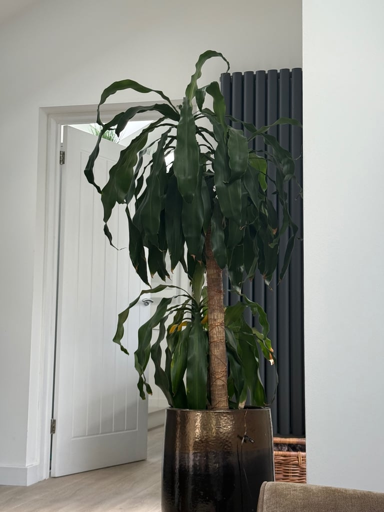 Large Yucca Indoor Plant