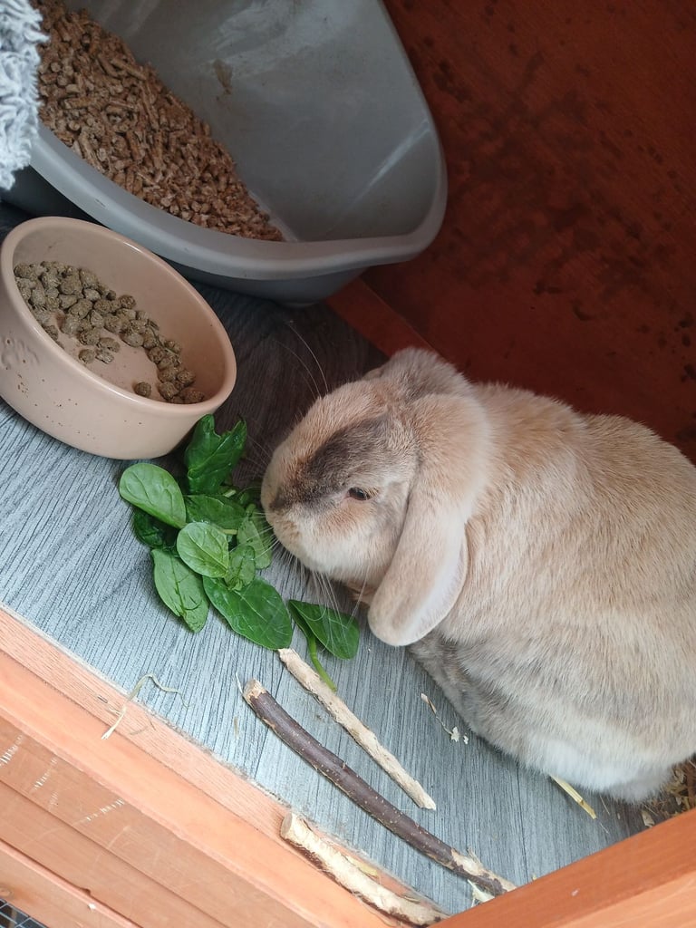 Female lop rabbit 