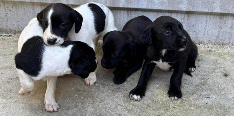 Cocker Spaniel Puppies 