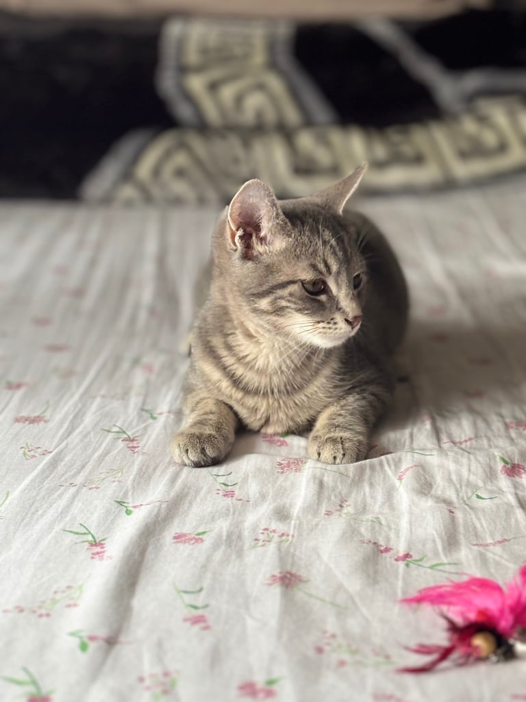 Urgent Grey kitten rehoming 