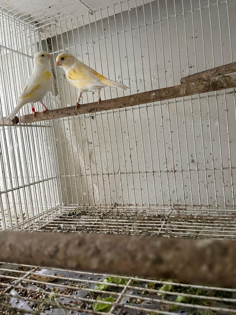 Mosaic canaries