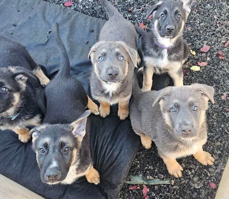 READY NOW Stunning German Shepherd Puppies