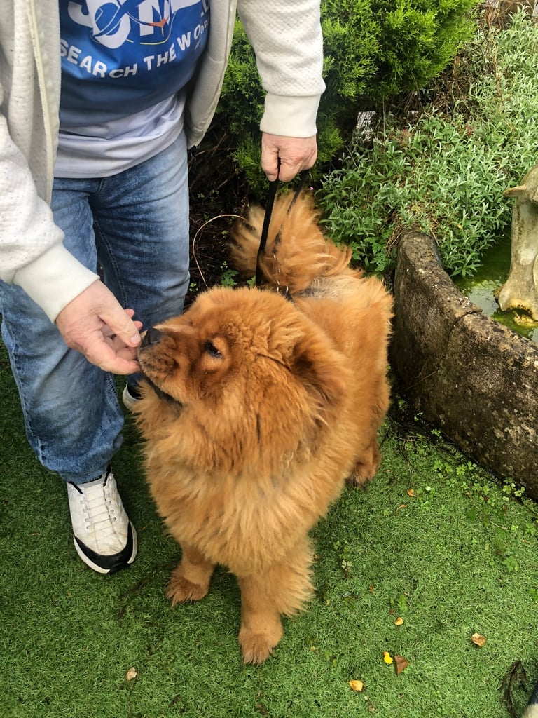 Chow Chow girl 2 yrs old  KC reg microchipped 