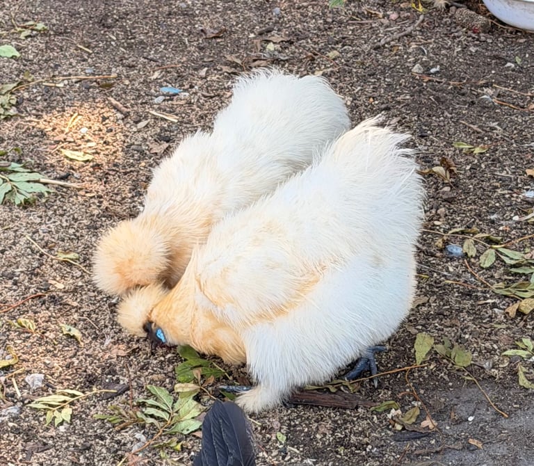 image for GORGEOUS SILKIE HENS POL AND COCKERELS
