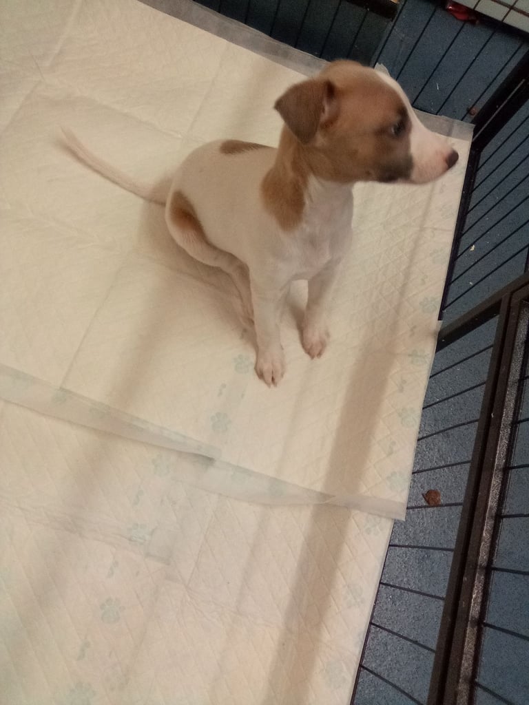 One beautiful fawn /white girl left