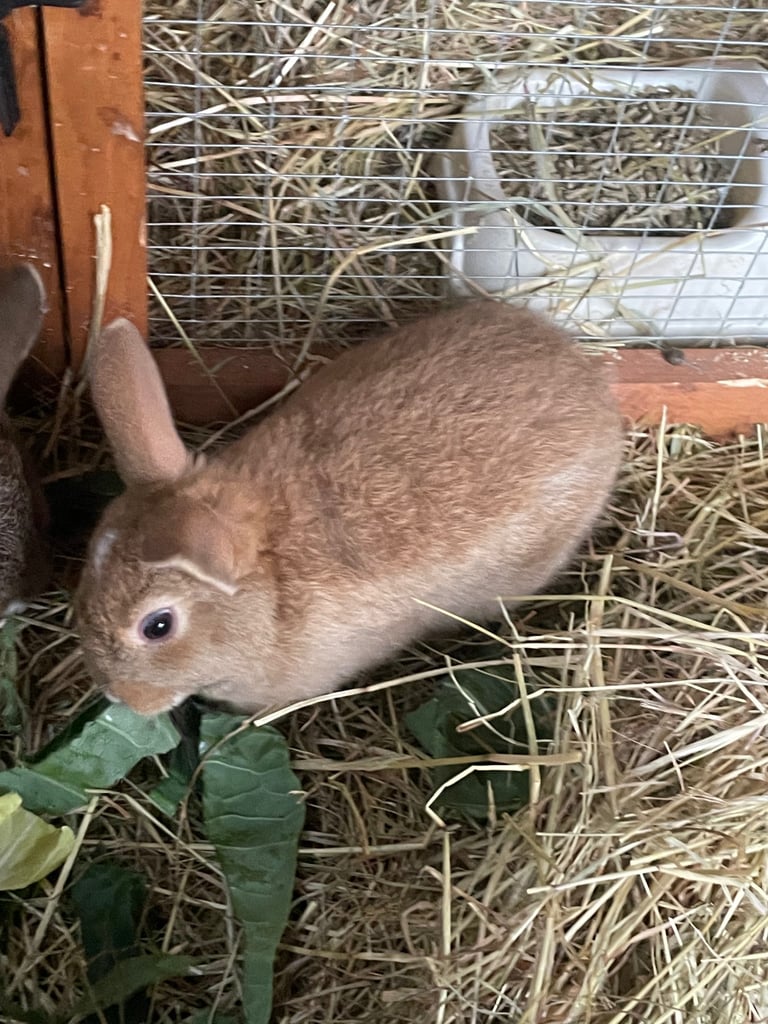 Mix breed baby rabbits & mama 