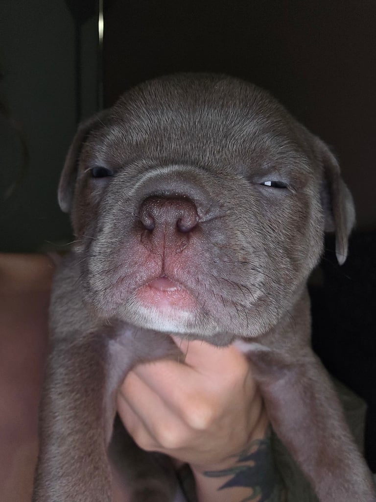 Pocket bully x old english bulldogge 