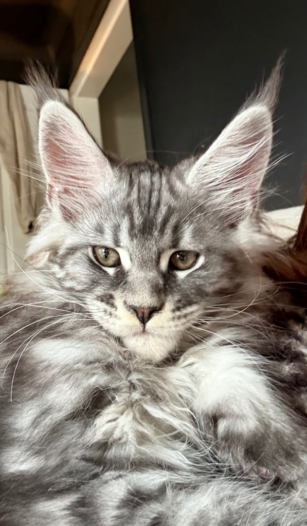 Maine Coon kittens from Champion Lines 