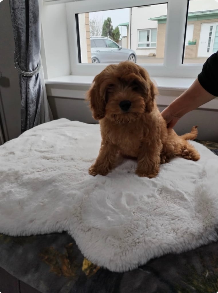 Cavapoos 