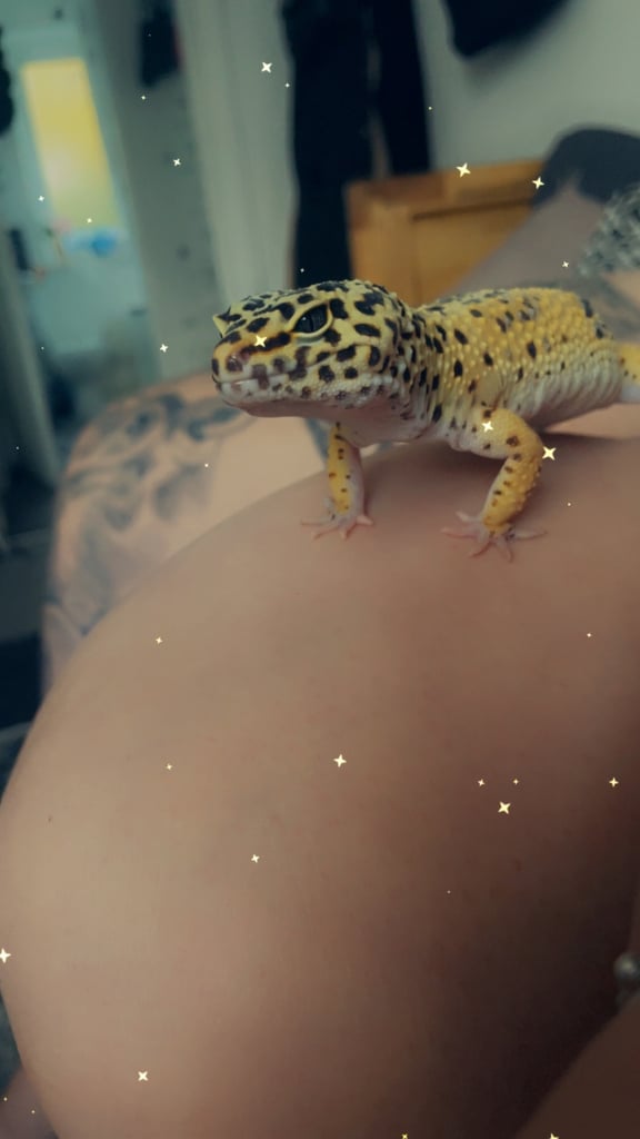 Leopard gecko and set up