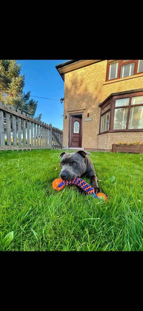 Kc reg blue Staffordshire bull terrier 