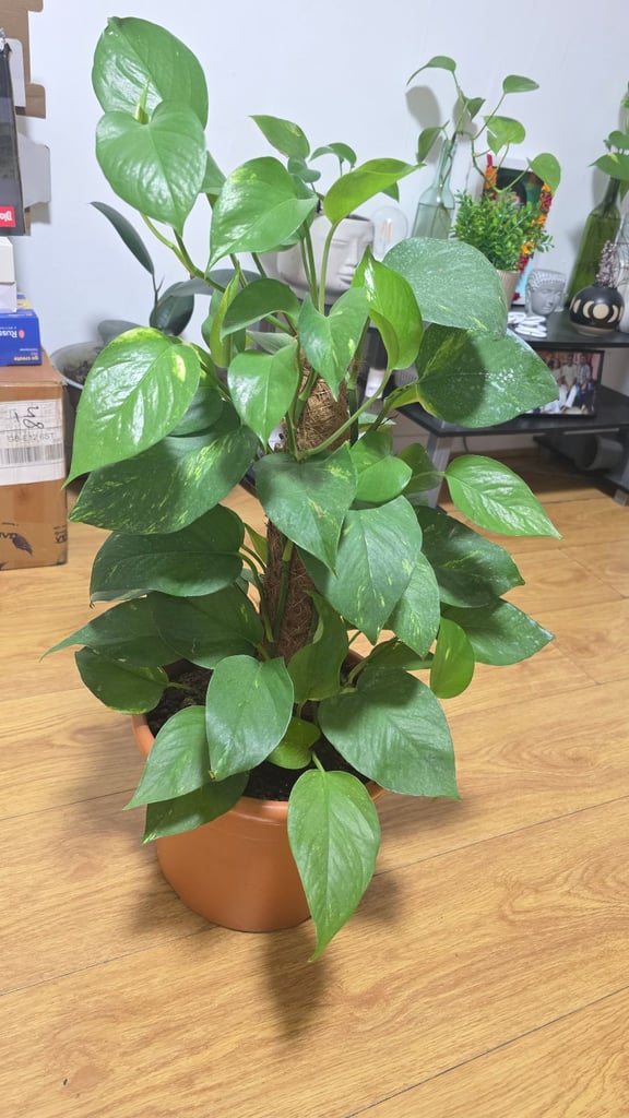 image for large money plant