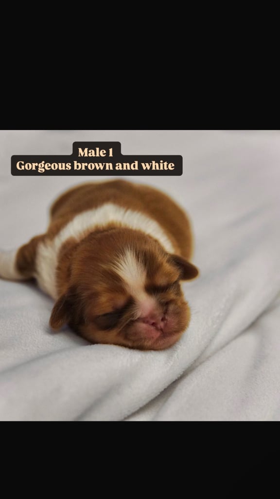 Gorgeous Imperial Shih Tzu Puppies 