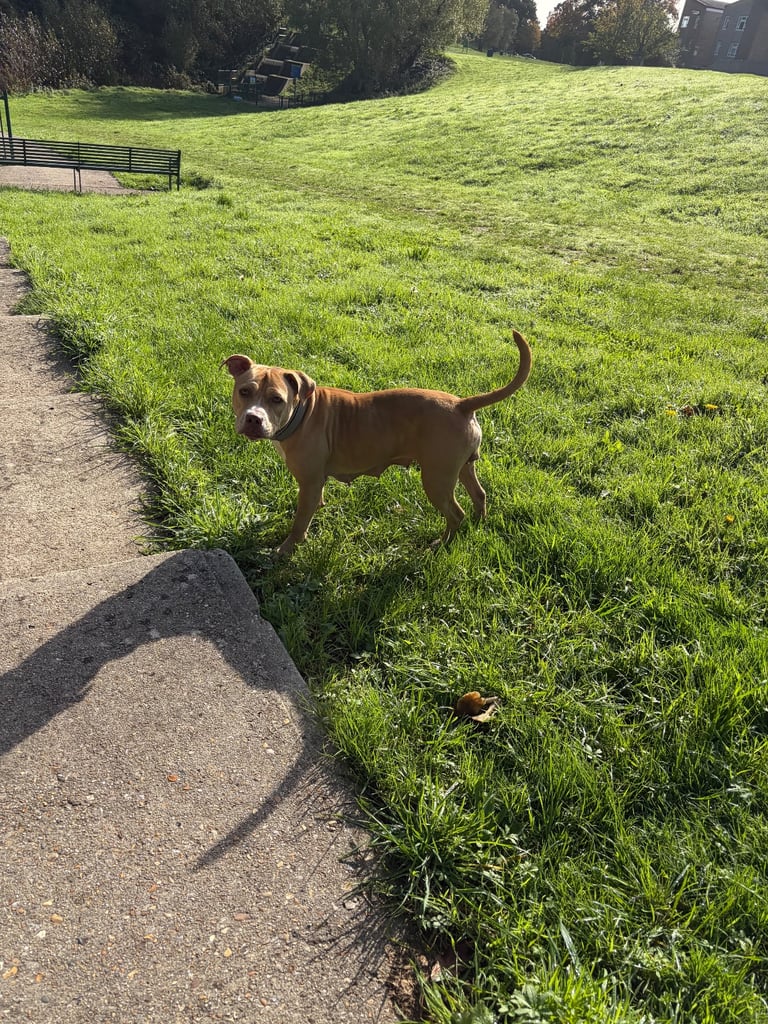 Female staff cross breed 
