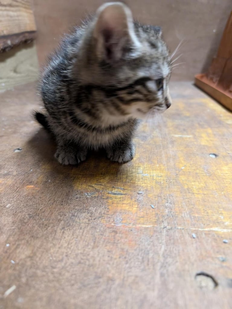 Kittens looking for forever homes 