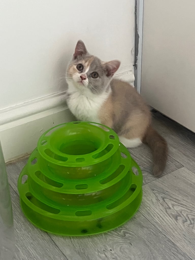 British Shorthair LAST GIRL 