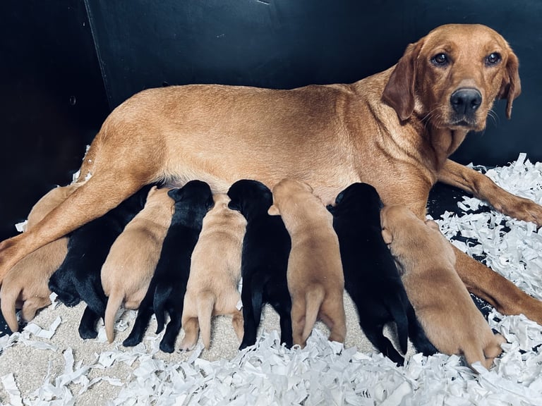 image for My friend is selling his puppies
