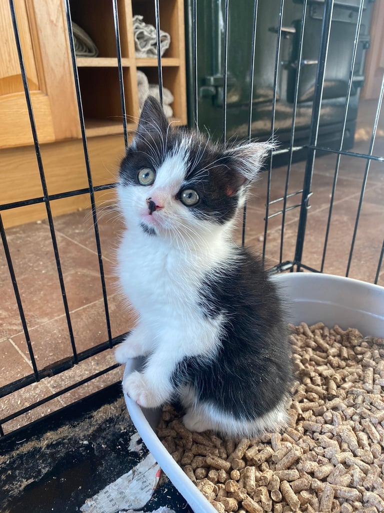 black and white male kitten for sale 