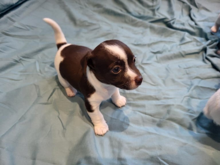 Jackie russell puppies 