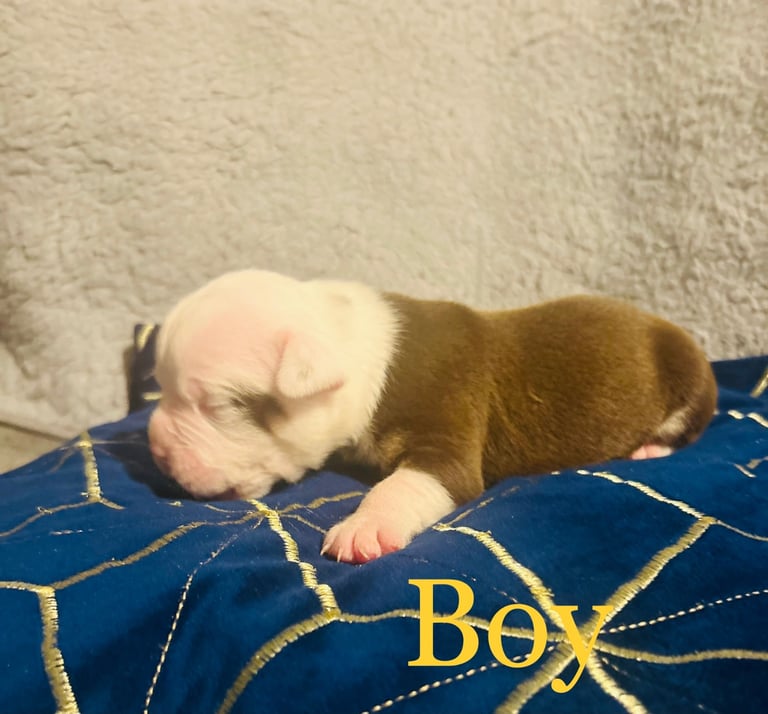 Olde English bulldog puppies 
