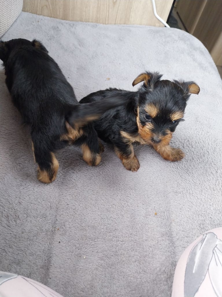 2 Yorkshire terror puppies 