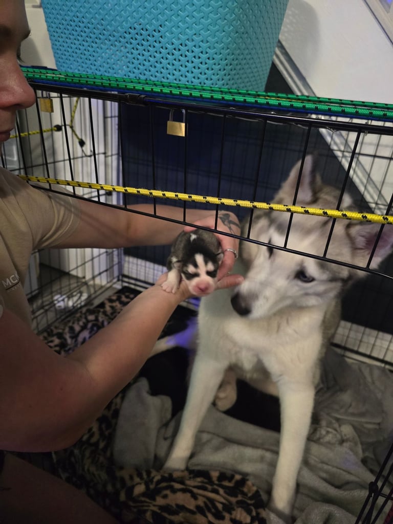 New born Siberian Husky puppy for sale, healthy and ready to go home in 8 weeks.