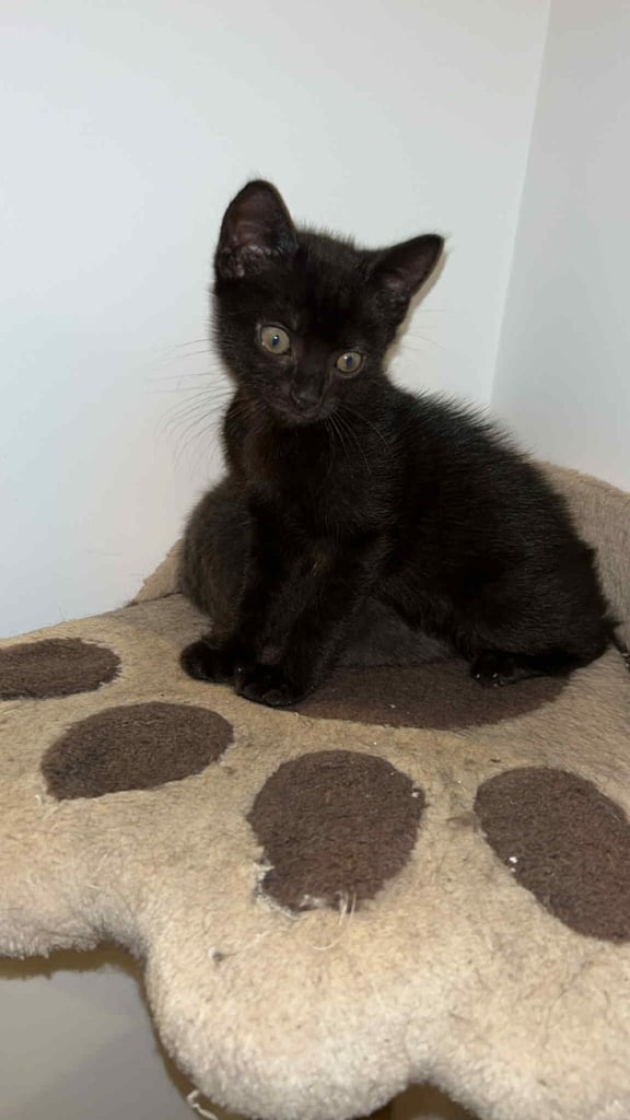 Black kitten 