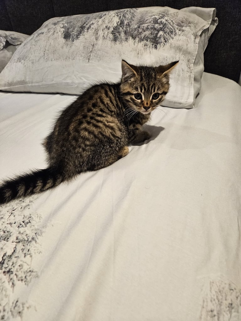 3x mixed bengal kittens 