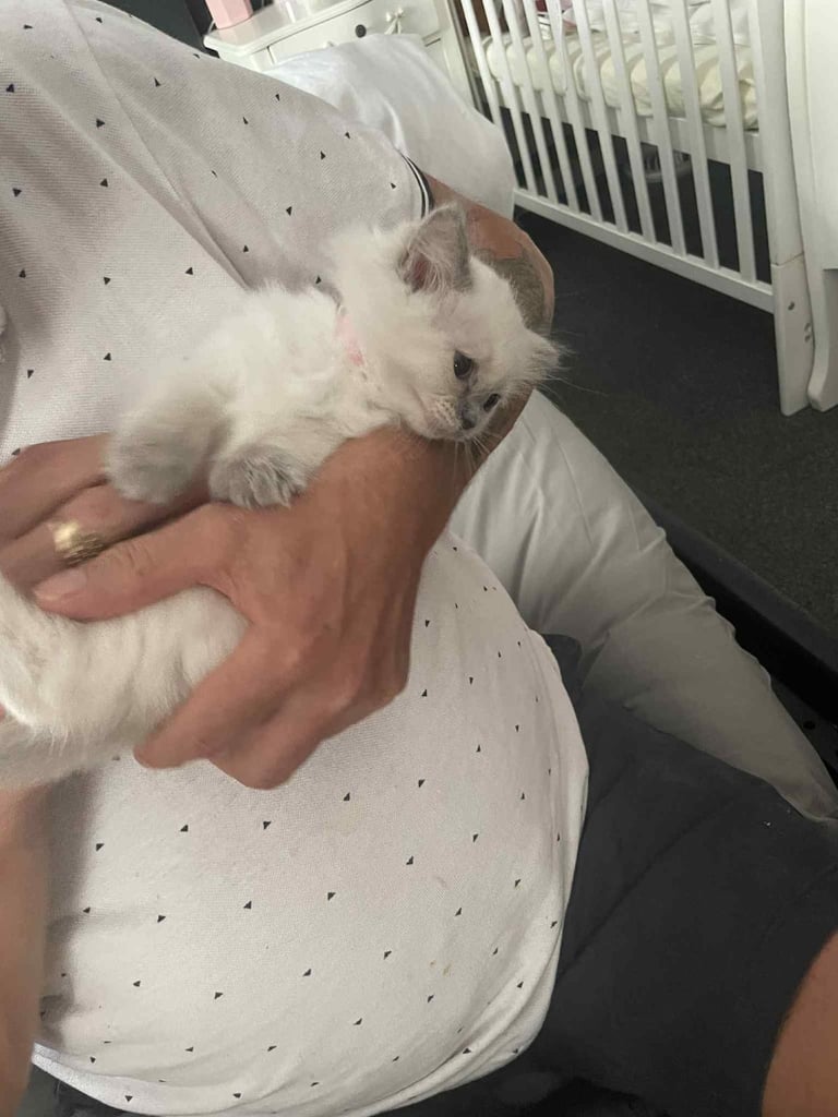 Ragdolls kitten  4 left 