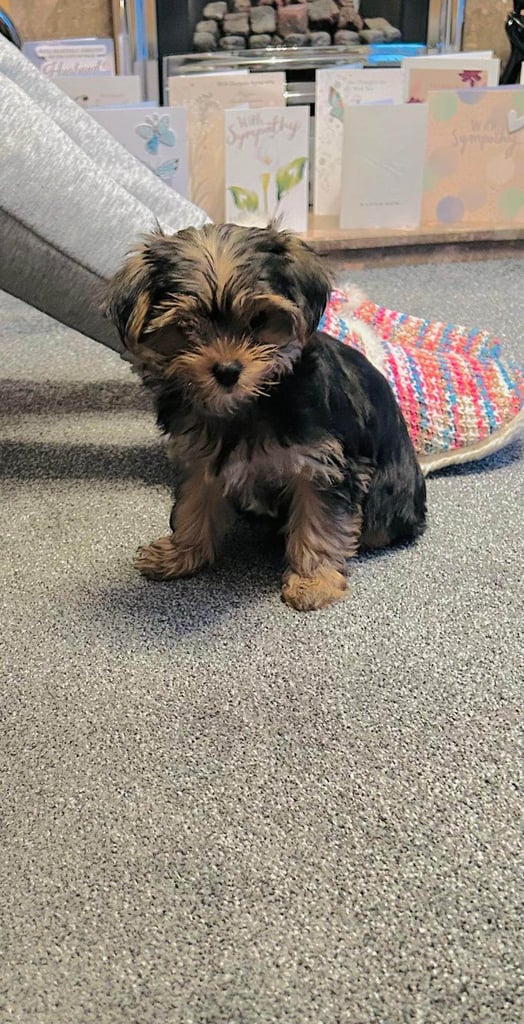 image for Yorkshire Terrier Puppy 