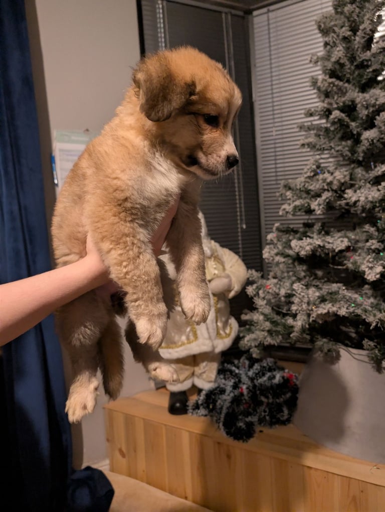Bernese mountain dog X white swiss Shepard 