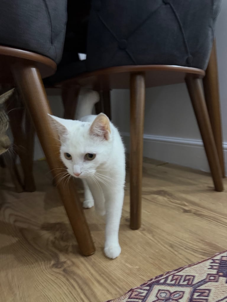 6 months old white kitten 