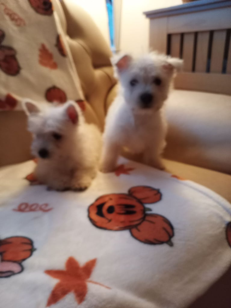 West highland terrier 