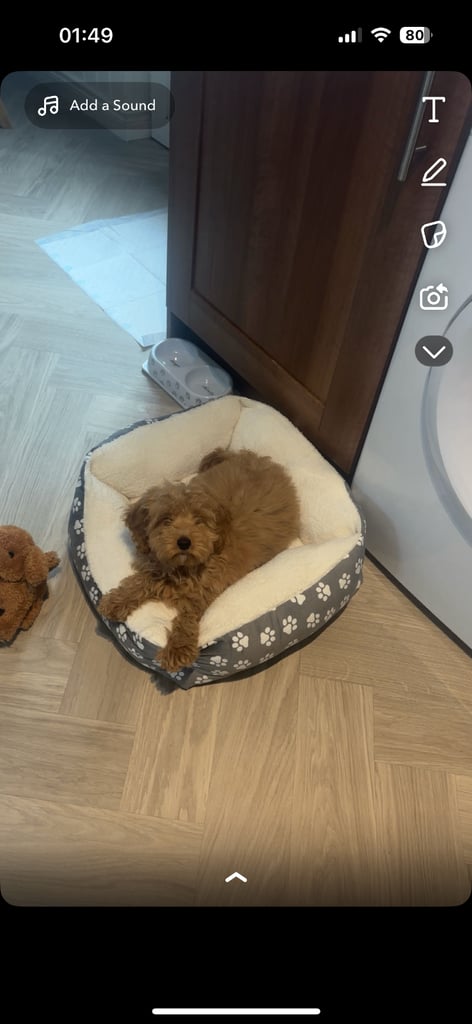 Mini cockapoo