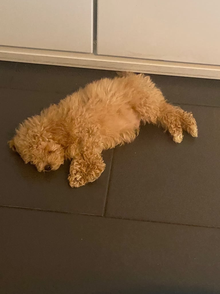 Beautiful teddy bear Maltipoo 